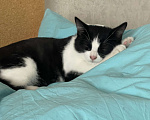 Кошки в Уфе: Ласковый котенок 3 месяца ищет новый дом Мальчик, 1 руб. - фото 5