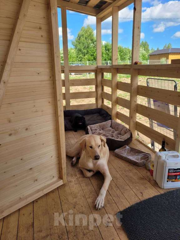 Собаки в Королеве: Пес в добрые руки Мальчик, Бесплатно - фото 2