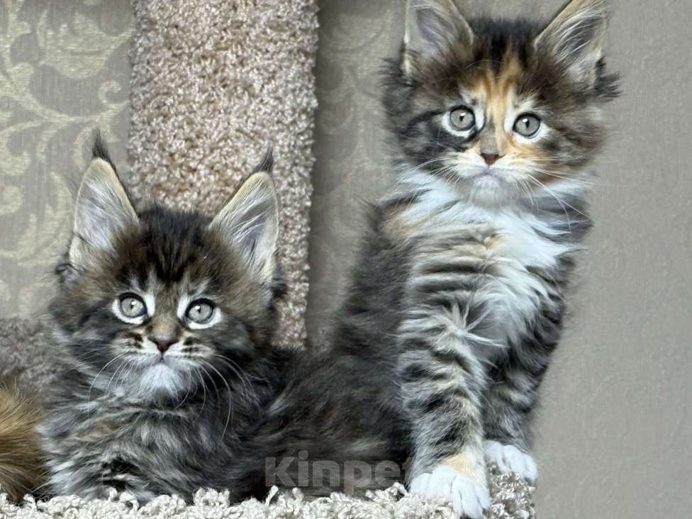 Кошки в Новосибирске: Мейкун  Девочка, Бесплатно - фото 4