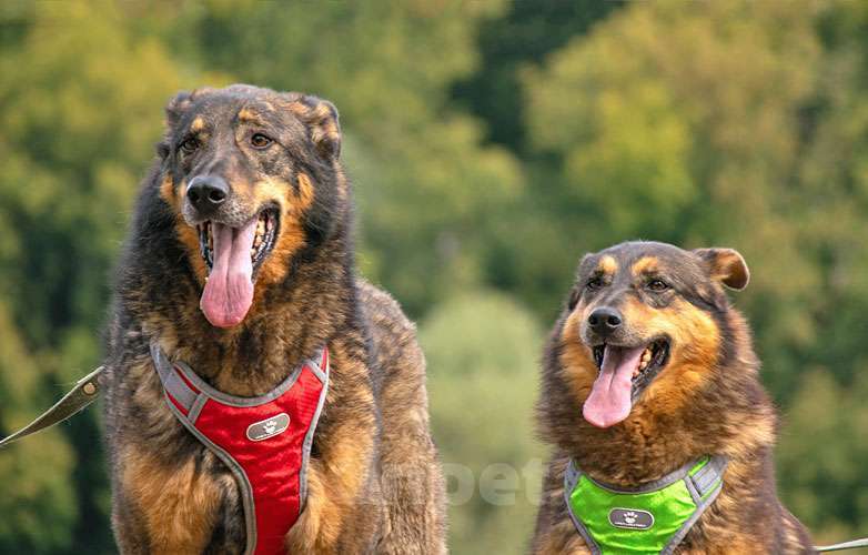 Собаки в Москве: Ищем дом для двух неразлучных сердец Коннора и Лизы Мальчик, 10 руб. - фото 3