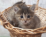 Кошки в Тольятти: Милый пушистый котенок от домашней кошки нуждается в доброй и заботливой хозяйке (хозяине)., Бесплатно - фото 1
