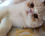 Кошки в Болхове: Персидский котёнок (экзот), 15 000 руб. - фото 1
