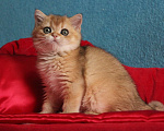 Кошки в Клине: Котик золотая шиншилла Мальчик, 25 000 руб. - фото 3