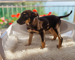 Собаки в Сочи: Джой Мальчик, 10 руб. - фото 3