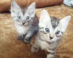 Кошки в Краснодаре: Бесплатно котенок (девочка) Девочка, 2 руб. - фото 2