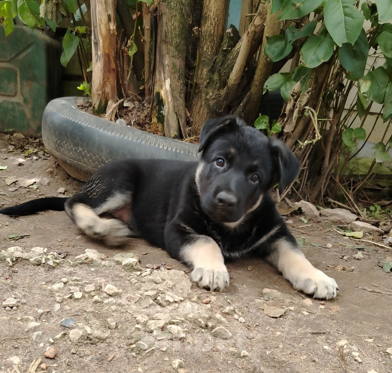 Собаки в других городах Московской области: Продаются девочки ВЕО Девочка, 45 000 руб. - фото 1