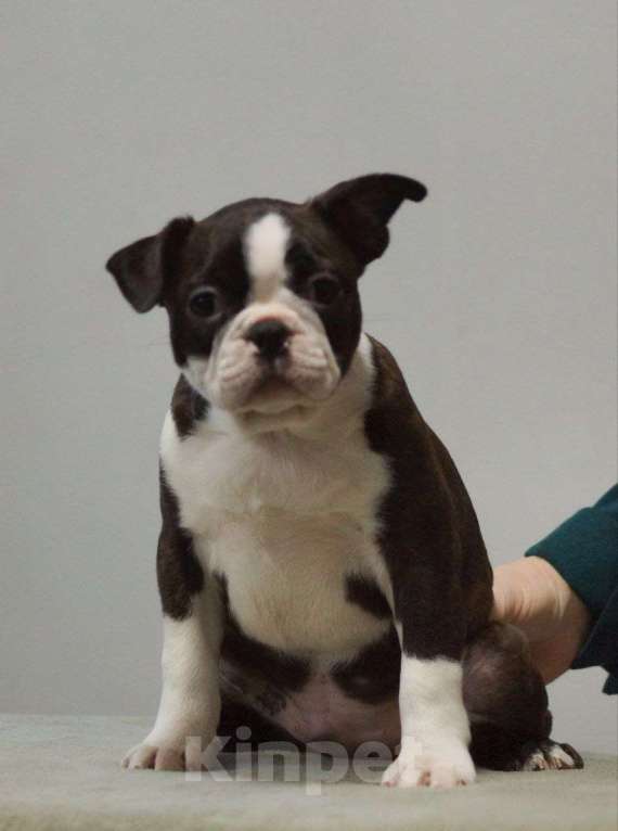 Собаки в Омске: Щенки бостон-терьера Мальчик, 70 000 руб. - фото 3