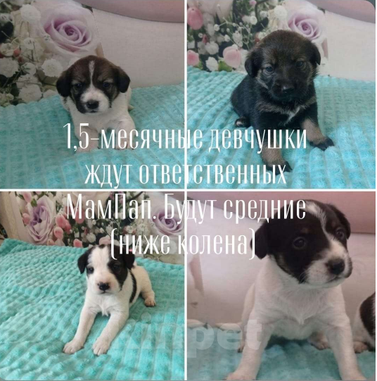 Собаки в Казани: 1,5 месяца щенки , девочки ждут родителей  Девочка, 1 руб. - фото 1
