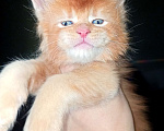 Кошки в Москве: Элитные котята мейн кун  Мальчик, 55 000 руб. - фото 3
