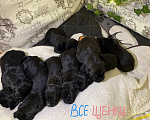 Собаки в других городах Калужской области: Щенки кане-корсо — крепышка без родословной, но с чистой кровью и от большой любви. Разнополые, Бесплатно - фото 1