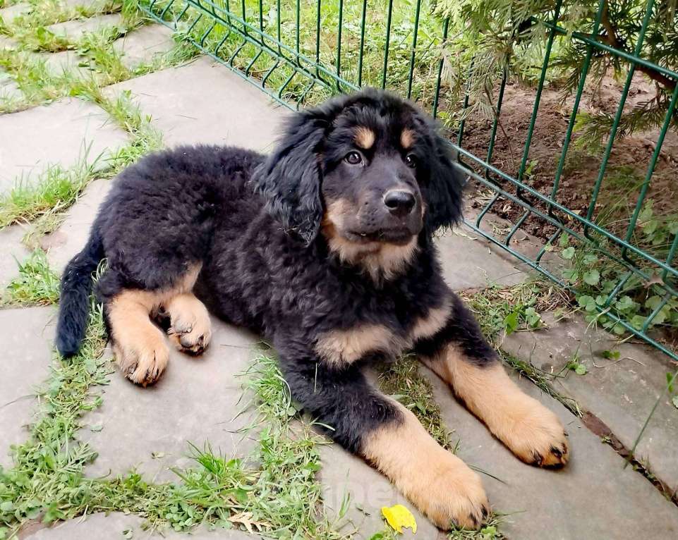 Собаки в Москве: Ховаварт щенки Мальчик, Бесплатно - фото 4