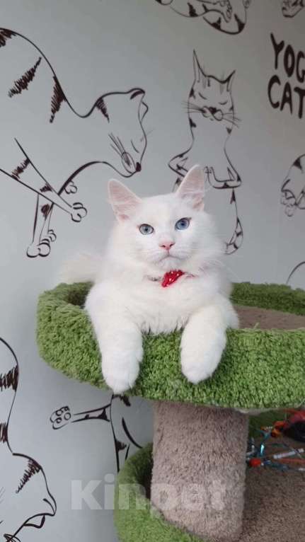 Кошки в Новосибирске: Aramis Мальчик, 50 000 руб. - фото 4