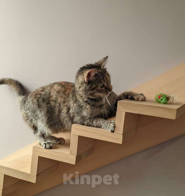 Кошки в Санкт-Петербурге: молодай кошка. очень ласковая. привита и кастрирована. Девочка, Бесплатно - фото 4