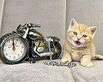 Кошки в Люберцах: Британский котенок Мальчик, 15 000 руб. - фото 6