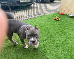 Собаки в Москве: Щенки американского булли Девочка, Бесплатно - фото 2