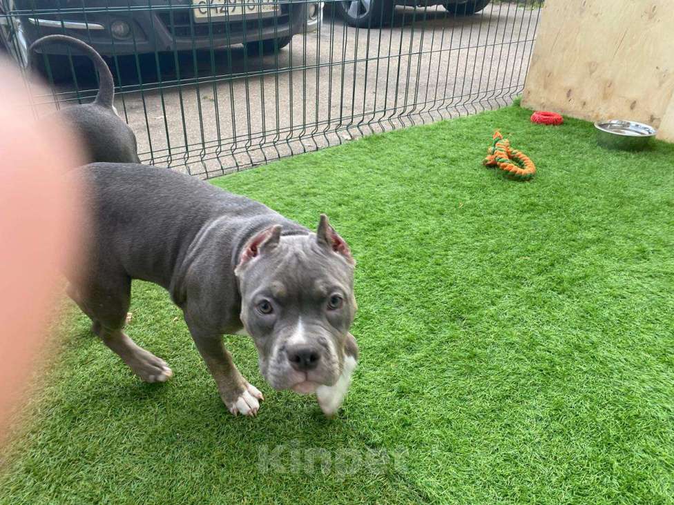 Собаки в Москве: Щенки американского булли Девочка, Бесплатно - фото 2
