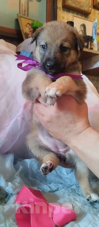 Собаки в Воронеже: Представляютса вам. Отличные щенки ! Аляскинский маламут . мальчики и девочки . по цене 5000. Р. Мальчик, 5 000 руб. - фото 1