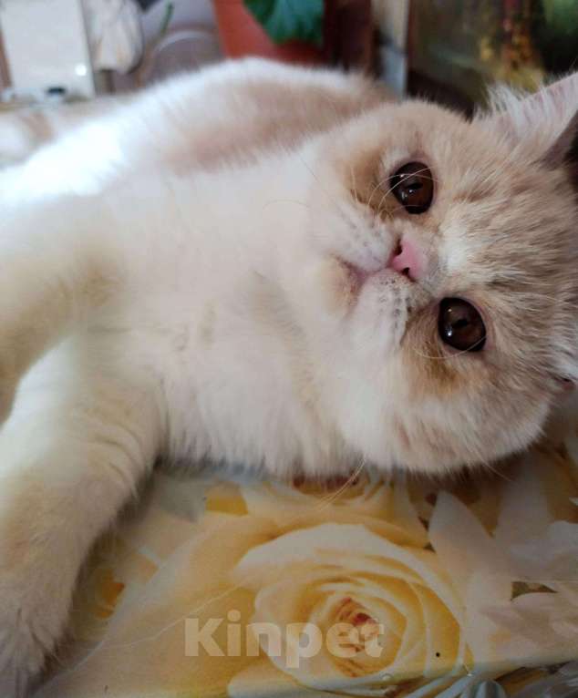 Кошки в Болхове: Персидский котёнок (экзот), 15 000 руб. - фото 1