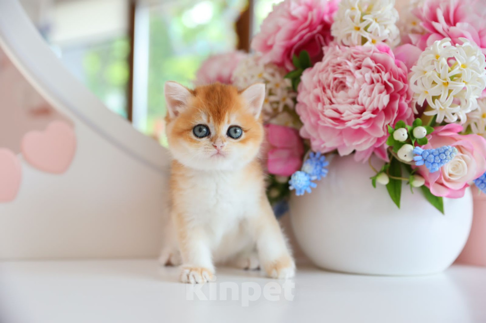 Кошки в Новосибирске: Pepita ny12 Девочка, 150 000 руб. - фото 6