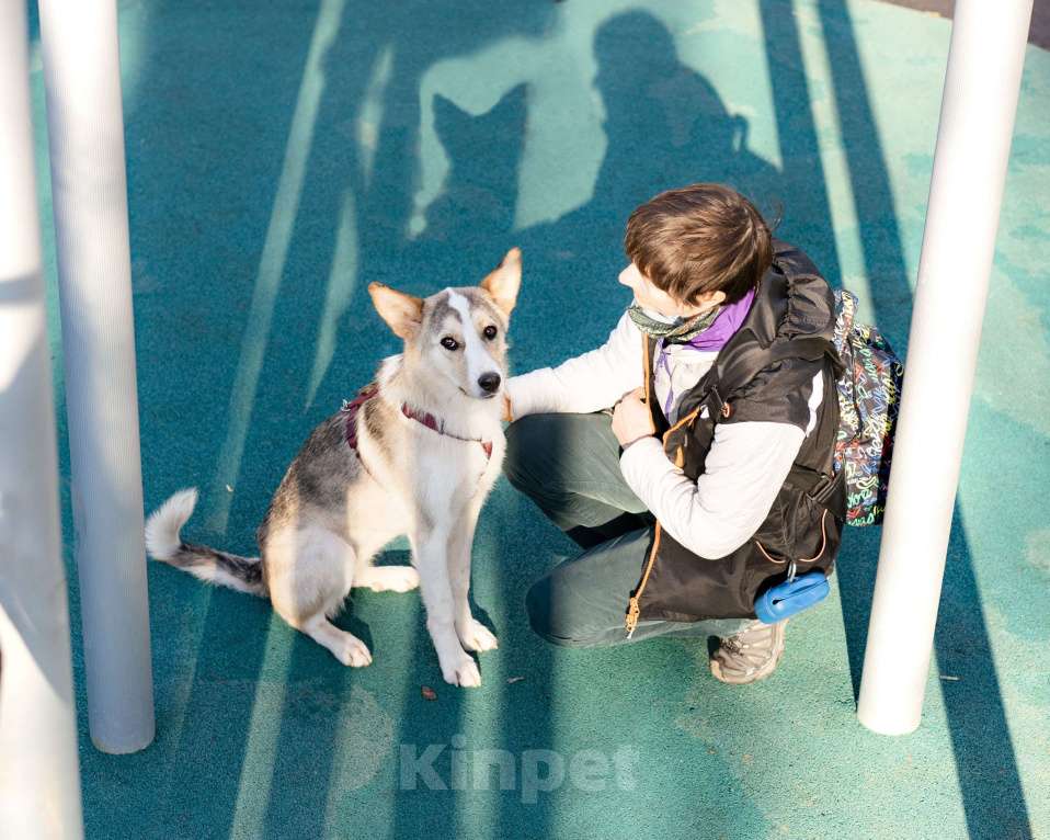 Собаки в Москве: Собака-компаньон в добрые руки Девочка, Бесплатно - фото 4