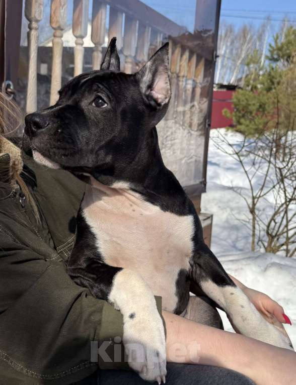 Собаки в Москве: Щенок американского стаффордширского терьера! Мальчик, 60 000 руб. - фото 6