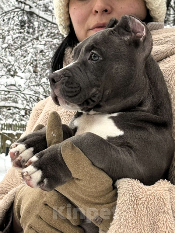 Собаки в других городах Московской области: Американский булли Мальчик 2 Мальчик, 200 000 руб. - фото 2