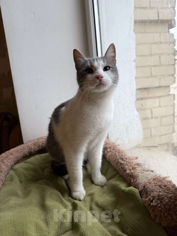 Кошки в Ростове-на-Дону: Кот Кося в добрые руки  Мальчик, Бесплатно - фото 2