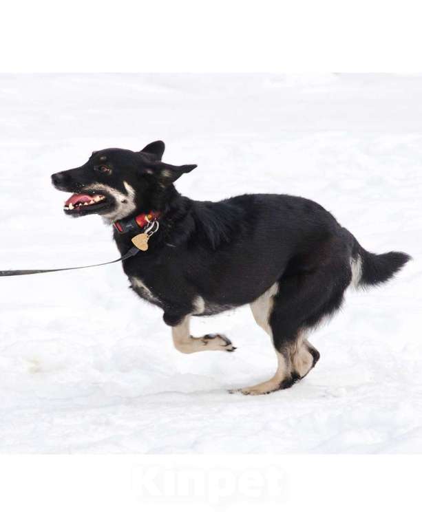 Собаки в Москве: Я Стеша :) Ищу тебя! Девочка, Бесплатно - фото 2