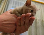Кошки в Пушкино: Рыжее солнышко в добрые руки Девочка, Бесплатно - фото 3