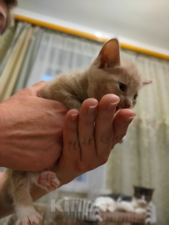 Кошки в Пушкино: Рыжее солнышко в добрые руки Девочка, Бесплатно - фото 3