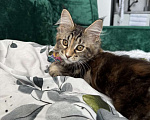 Кошки в Казани: Мейн-кун котенок Девочка, 7 000 руб. - фото 5