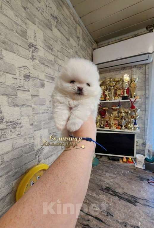 Собаки в Москве: Супер помераночка мини девочка шпицулечка беби фейс Девочка, Бесплатно - фото 2