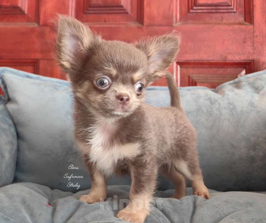 Собаки в Краснодаре: Щенок чихуахуа 6 мес. Мальчик, 50 000 руб. - фото 3