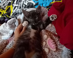 Кошки в Иркутске: Котята в добрые руки  Девочка, Бесплатно - фото 2