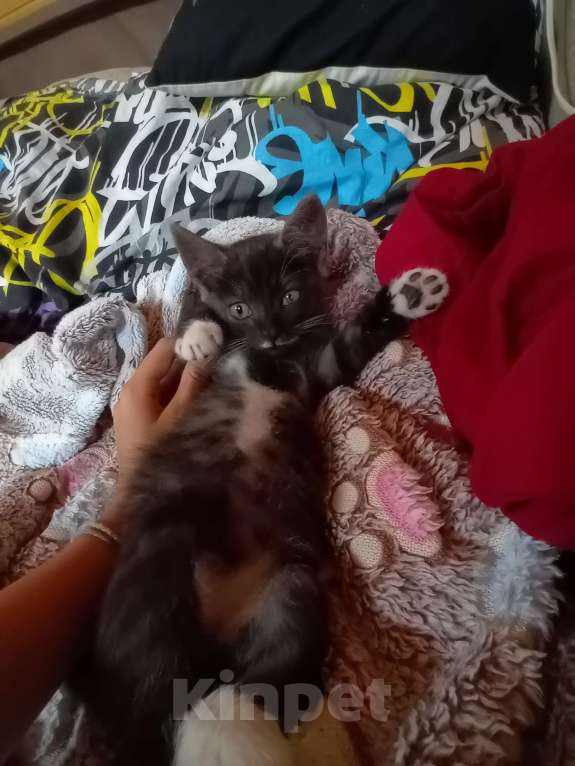 Кошки в Иркутске: Котята в добрые руки  Девочка, Бесплатно - фото 2