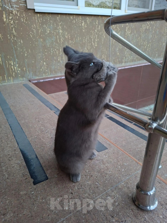 Кошки в других городах Краснодарского края: Кошечка в добрые руки Девочка, Бесплатно - фото 5