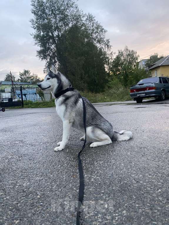 Собаки в Уфе: Ищу собаку Мальчик, Бесплатно - фото 2