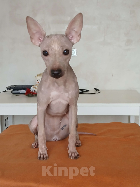 Собаки в Краснодаре: Абрикосовая девочка американочка Девочка, 25 000 руб. - фото 1