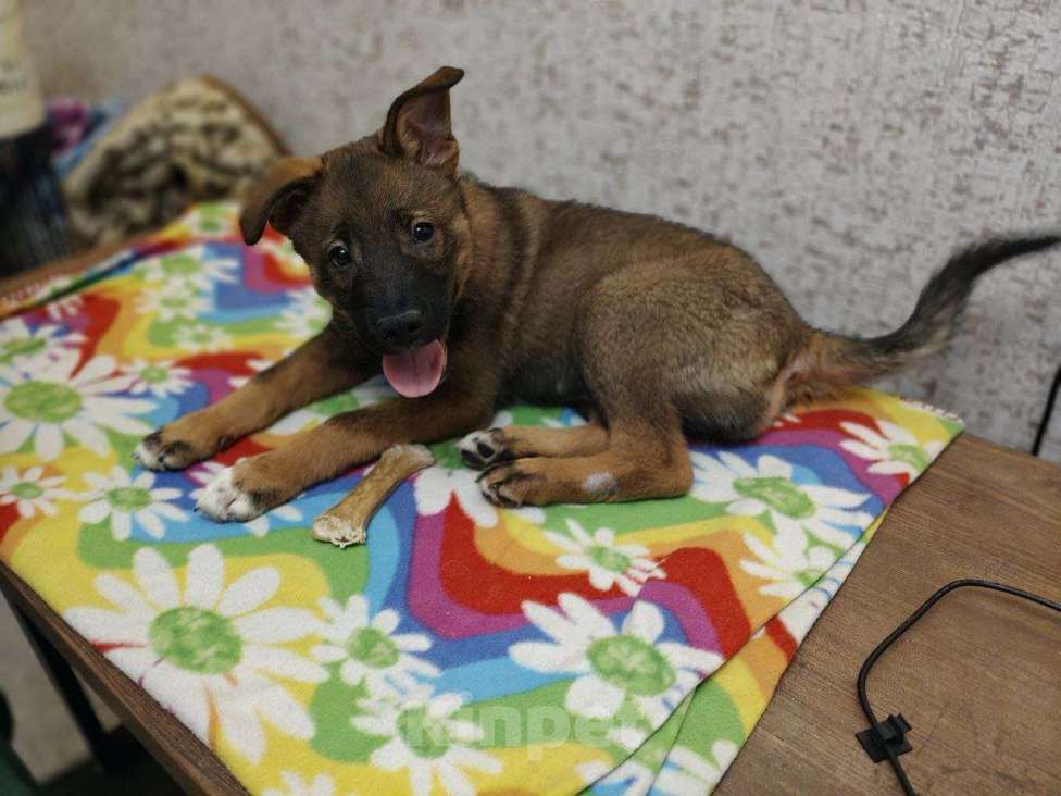 Собаки в Санкт-Петербурге: Малыши 3 месяца — найдены, ищут дом Мальчик, Бесплатно - фото 2