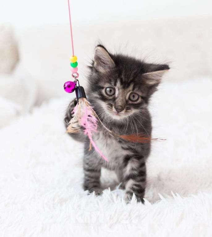 Кошки в Москве: Срочно ищут дом три малыша-солнышка.  Девочка, Бесплатно - фото 5