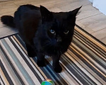 Кошки в Санкт-Петербурге: Бывшедомашний кот в добрые руки! Мальчик, Бесплатно - фото 9