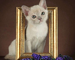 Кошки в Москве: КОТЯТА АМЕРИКАНСКОЙ ТРАДИЦИОННОЙ БУРМЫ Девочка, 150 000 руб. - фото 3