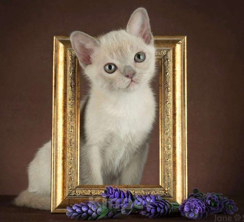 Кошки в Москве: КОТЯТА АМЕРИКАНСКОЙ ТРАДИЦИОННОЙ БУРМЫ Девочка, 150 000 руб. - фото 3