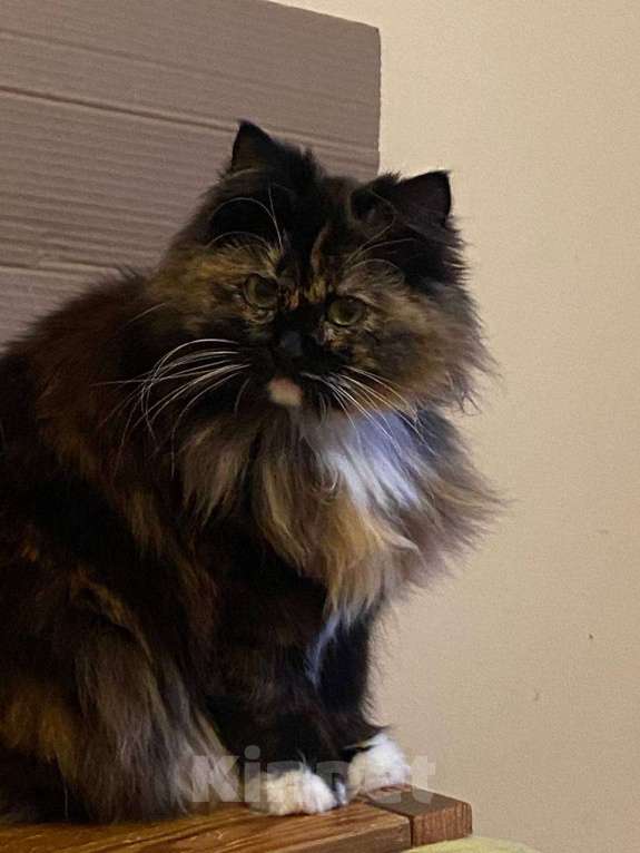 Кошки в Москве: Очень нежная кошечка Пуся ищет себе новых родителей Мальчик, Бесплатно - фото 3