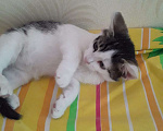 Кошки в Рязани:  Котята Мальчик, 1 руб. - фото 3