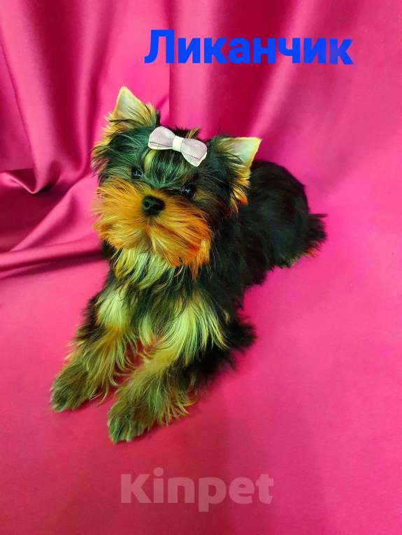 Собаки в Москве: ЙОРКШИРЯТА РКФ Мальчик, 80 000 руб. - фото 5