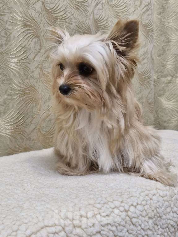 Собаки в Ростове-на-Дону: Голддаст йорк Мальчик, 30 000 руб. - фото 7