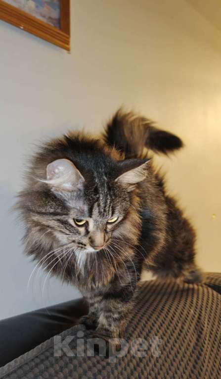 Кошки в Москве: Ванесса ищет маму! Девочка, Бесплатно - фото 2