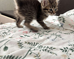 Кошки в Краснодаре: Котенок в добрые руки  Девочка, Бесплатно - фото 1