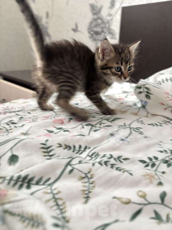 Кошки в Краснодаре: Котенок в добрые руки  Девочка, Бесплатно - фото 1